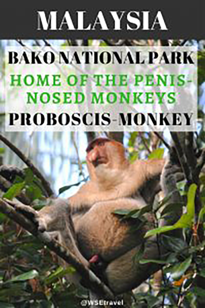 Bako National Park - Home of the Penis-Nosed Monkeys Proboscis Monkey