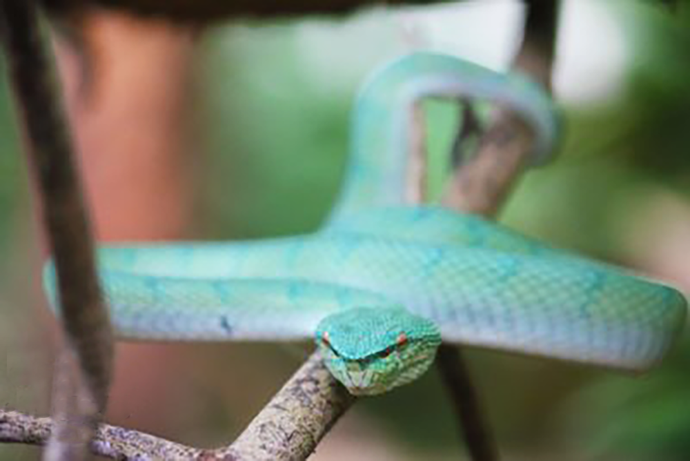 Blue Pit Viper at Bako National Park