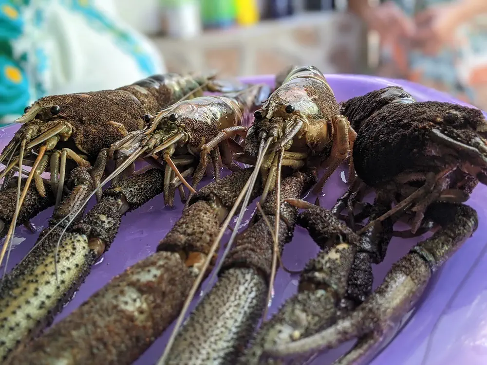 Eating fresh water lobster in Baja California Sur