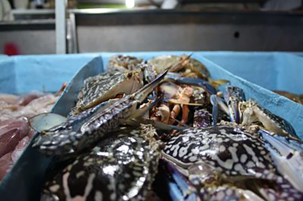 Fresh Sea Food on the islands and rainforest of Kota Kinabalu, Borneo