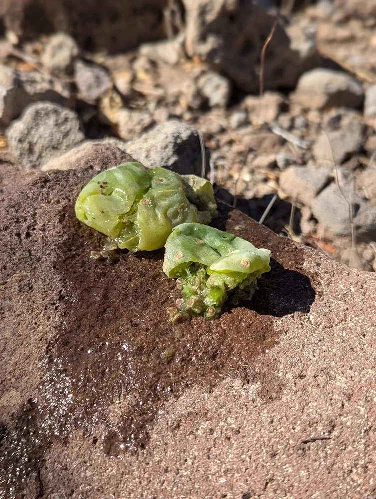 Indigenous Survival in Baja Sur water in cactus