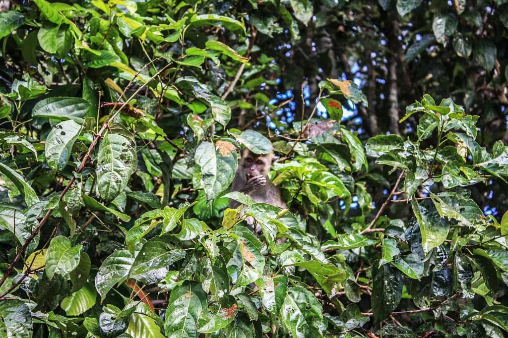 Wild monkeys in and around Kupang