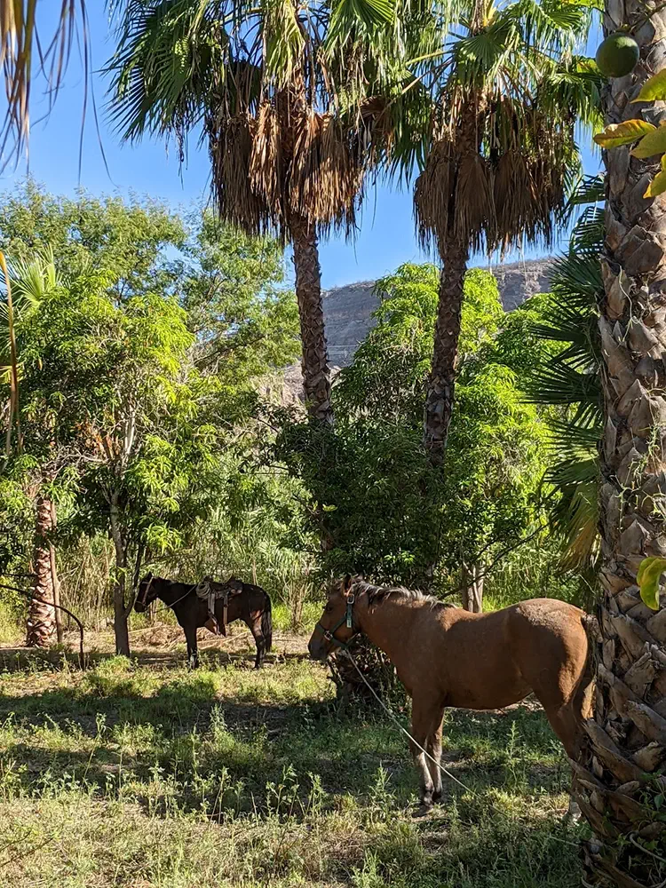 La Purisima Oasis Baja California Sur