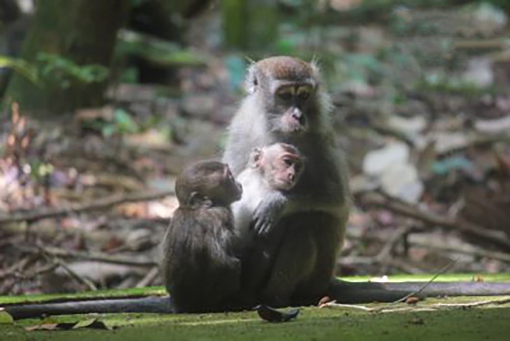 Macaque Mother with two babies at Bako National Park
