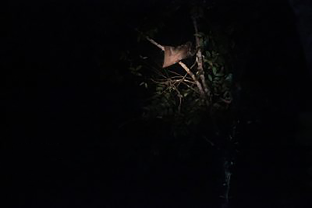 Nocturnal Flying Lemur on the move at Bako National Park