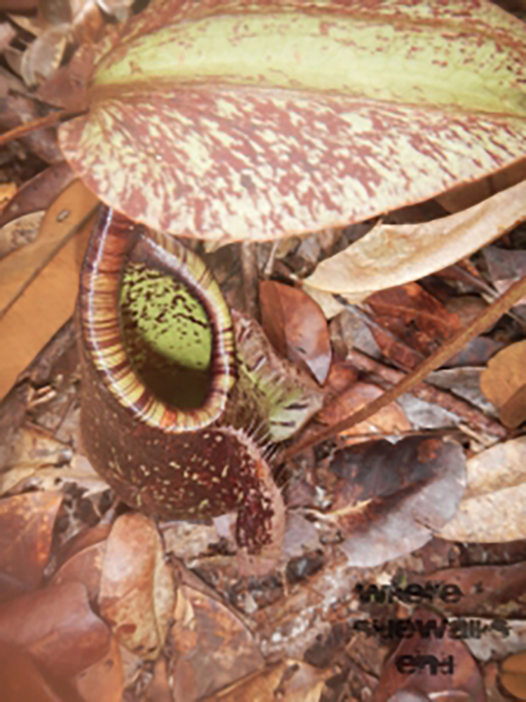 Pitcher Plant in Bako National Park