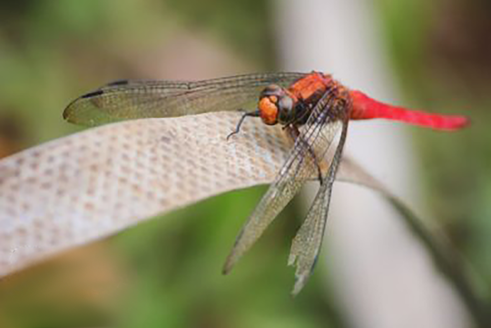Red Dragonfly at Bako National Park