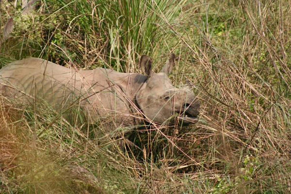 Rural Nepal Homestay in the Terai - One-Horned Rhinoceros