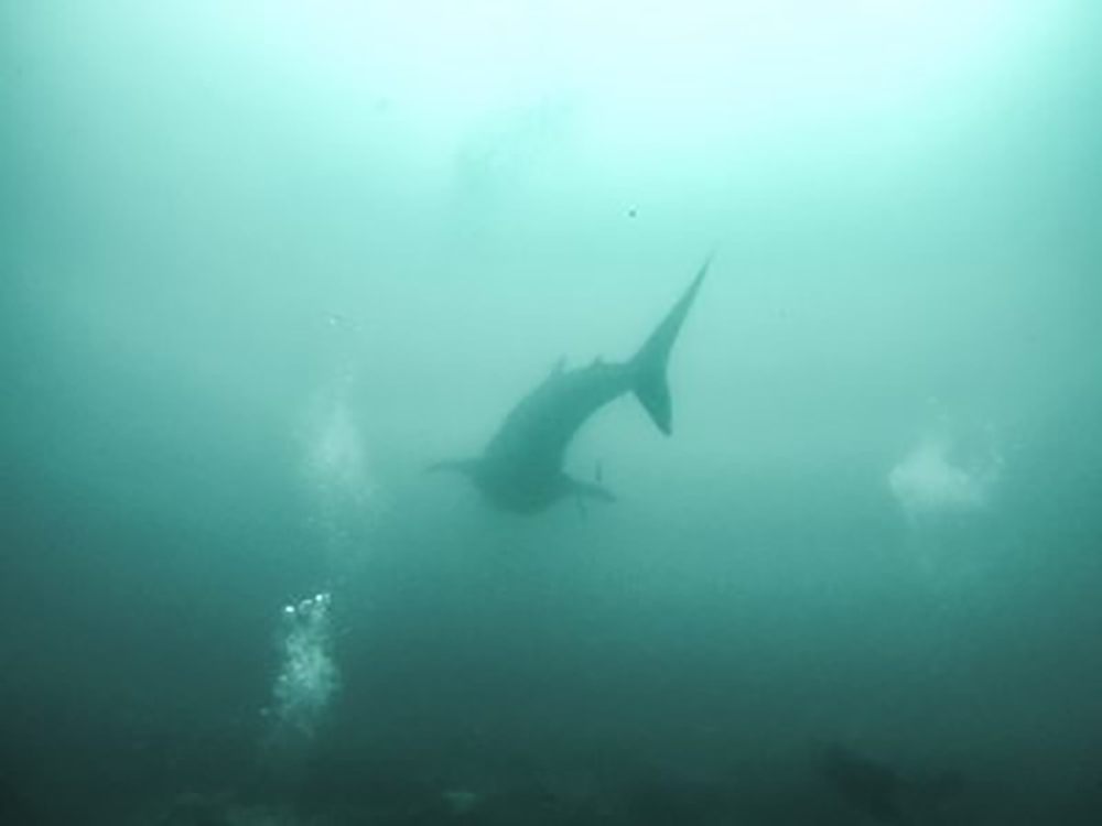 Whale Sharks in Donsol Philippines