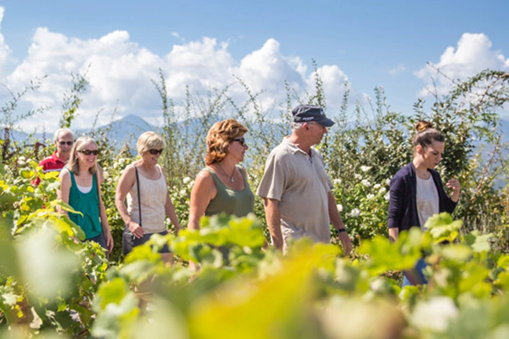 Tour the vineyards of Nemea on Wine tour in Nafplio - Greece small group tour